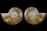 Cut & Polished Ammonite Fossil - Agatized #78554-1